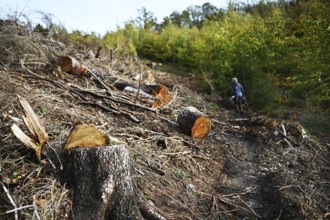 Trees damaged by climatic warming, drought, wind breakage and bark beetle, photographed on 2.11