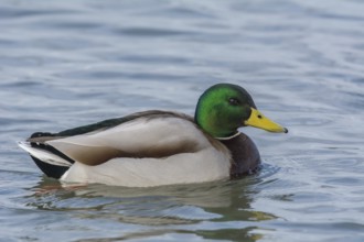 Mallard (Anas platyrhynchos), drake swims in water, Austria, Europe