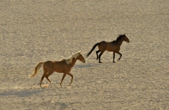 Desert Horses, Namib desert horses  (Equus ferus) running through the desert, near the waterhole of