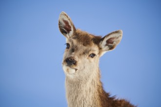 Red deer (Cervus elaphus) hind, portrait, in tirol, snow, Kitzbühel, Wildpark Aurach, Austria,