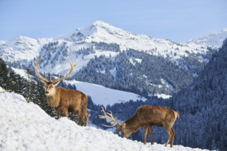 Red deer (Cervus elaphus) stags on a snowy meadow in the mountains in tirol, Kitzbühel, Wildpark