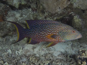 Yellow-edged lyretail (Variola louti), St Johns Reef Dive Site, Saint Johns, Red Sea, Egypt, Africa