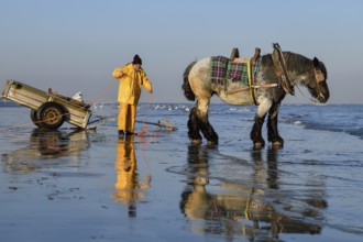 Horse fishermen at work, catching Brown shrimp (Crangon crangon), Koksijde, North Sea coast,