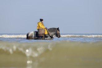 Horse fishermen with his trawl net catching Brown shrimp (Crangon crangon), Koksijde, North Sea