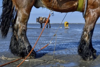 Horse fishermen catching Brown shrimp (Crangon crangon), Koksijde, North Sea coast, province of