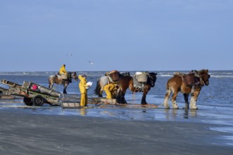 Horse fishermen catching Brown shrimp (Crangon crangon), Koksijde, North Sea coast, province of