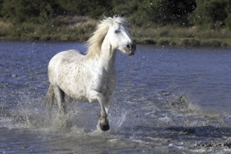 Camargue horse in the water, Camargue, Provence, South of France, Camargue horse, white horse