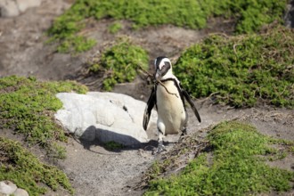 African penguin (Spheniscus demersus) with nesting material, Betty's Bay, South Africa, Africa