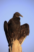 Black vulture (Coragyps atratus), Florida, USA, North America