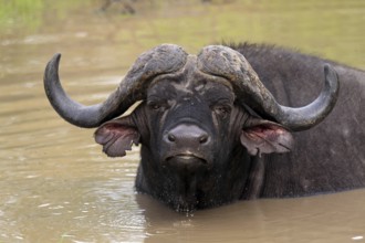 African buffalo (Syncerus caffer) in waterhole, Sabi Sabi Game Reserve, Kruger National Park, South