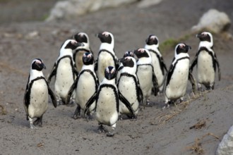 African penguin (Spheniscus demersus), Betty's Bay, South Africa, Africa