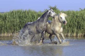 Camargue horses, stallions, Camargue, South of France, Camargue stallion, white stallion