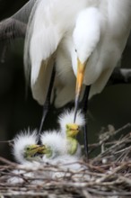 Great White Egrets (Egretta alba) female and chicks at nest, Florida, USA, heron, North America