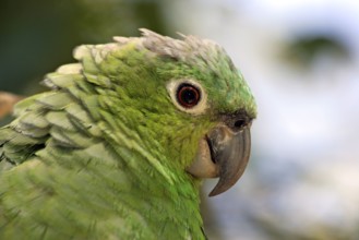 Mealy Amazon southern mealy amazon (Amazona farinosa)