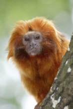 Golden Lion Tamarin (Leontopithecus rosalia rosalia)