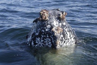 Humpback Whale (Megaptera novaeangliae), South Africa, humpback whale, South Africa, Africa