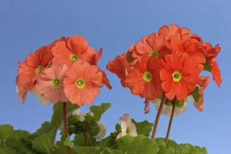 German Primrose, poison primrose (Primula obconica)