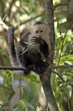 White-throated Capuchin, Roatan, Honduras (Cebus capucinus)