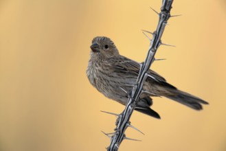 House Finch (Carpodacus mexicanus), juvenile, Sonora Desert, Arizona, USA, North America