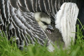 Barnacle goose (Branta leucopsis), chick, barnacle goose, Germany, Europe