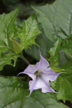 Datura (datura) herb, jimson weed (Datura stramonium) in flower