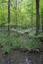 Forest brook in spring with Wild garlic (Allium ursinum), Ramsons and Bluebells (Hyacinthoides