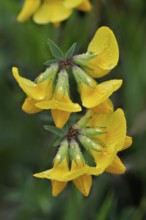 Horseshoe vetch (Hippocrepis comosa), Crested horseshoe clover, Butterfly plant, Horseshoe vetch in