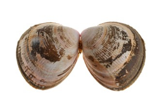 Norwegian egg cockle (Laevicardium crassum), Flat-ribbed cockles, Norwegian cockle, Norwegian