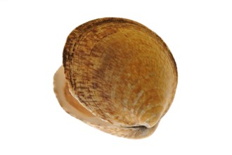 Sea almond, dog cockle (Glycymeris glycymeris), Sea almonds, Common velvet mussels, Other animals,