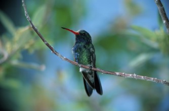 Broad-billed Hummingbird (Cynanthus latirostris), male, Sonora desert, Arizona, USA,