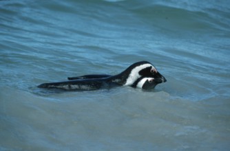 African penguins (Spheniscus demersus), pair, courting, Boulders Beach, South Africa, Africa