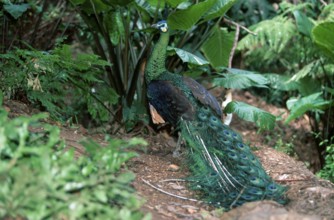 Green Peafowl (Pavo muticus), male, Aehrentraegerpfau, maennlich, Ährenträgerpfau, Asien, asia,