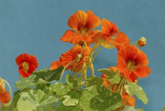 Garden nasturtium (Tropaeolum majus), flowers, ornamental plants, Nasturtium family, Tropaeolaceae,