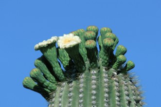 Saguaro (Carnegiea gigantea) Cacti, Arizona, USA (Cereus giganteus)