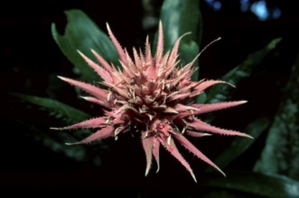 Bromelia, Trinidad, silver vase (Aechmea fasciata), south america, flowers, ornamental bromeliads