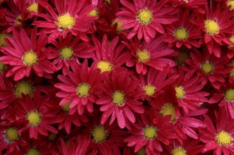 Bushy Aster (Aster dumosus)