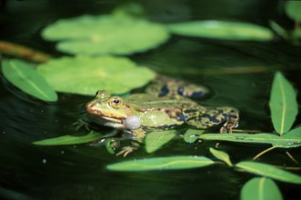 Edible Frog (Rana esculenta), Germany, frogs, Europe