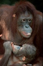 Bornean orangutan (Pongo pygmaeus), female with young, female with young