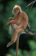 Red Langur, male (Presbytis melalophus), Roter Langur, maennlich /