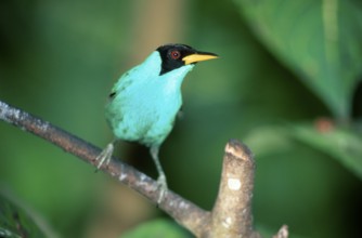 Green Honeycreeper (Chlorophanes spiza), Asa Wright nature centre, Trinidad