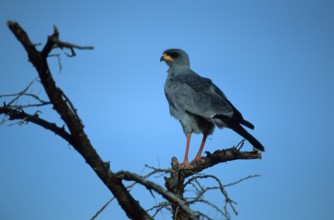 Pale song goshawk, Samburu Game Reserve, Kenya, pale chanting goshawk (Melierax canorus), Samburu