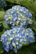 Hortensia (Hydrangea macrophylla)