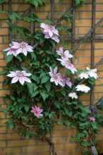 clematis