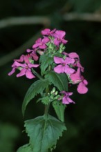 Perennial perennial honesty (Lunaria rediviva), Germany, Europe