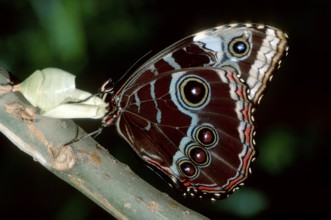 Morpho Butterfly, Costa peleides blue morpho (Morpho peleides), morpho butterfly, lateral, side