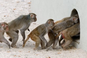 Rhesus (Macaca mulatta) Monkeys, going into shelter, zoo