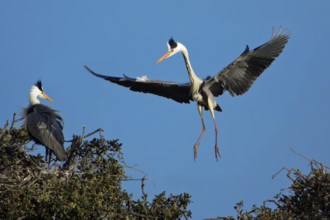 Grey heron (Ardea cinerea) at nest, Alentejo, heron, releasable, Portugal, Europe