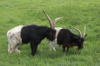 Valais goat, Pair, Domestic goat, Goat, Billy goat