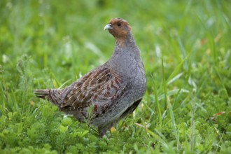 Gray partridge (Perdix perdix) cock in meadow, Germany, Europe