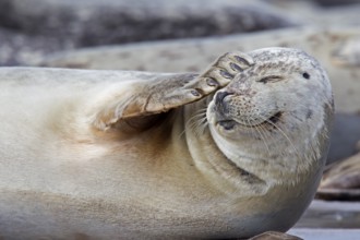 Common seal, harbour seal (Phoca vitulina), common seals, marine mammals, predators, seals,